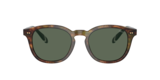 Shiny Brown Tortoise/Green